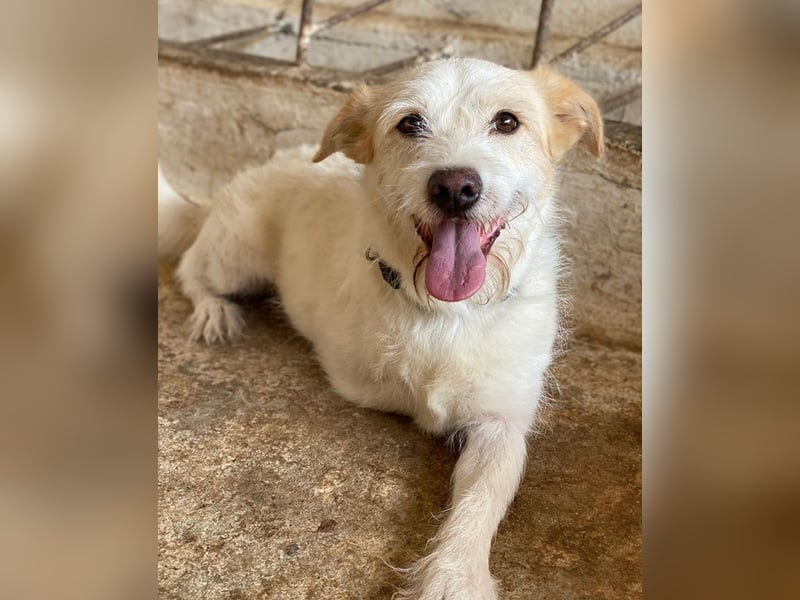 Frex, geb. ca. 07/2022, lebt auf einer Pflegestelle in 79650 Schopfheim