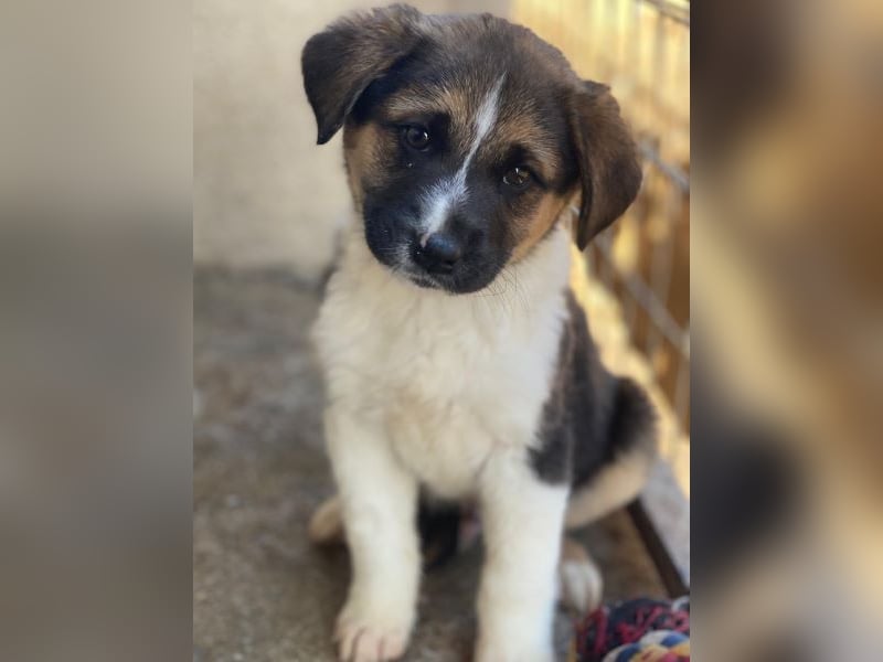 Boreas, geb. ca. 10/2025, lebt auf einer privaten Pflegestelle in 69151 Neckargemünd