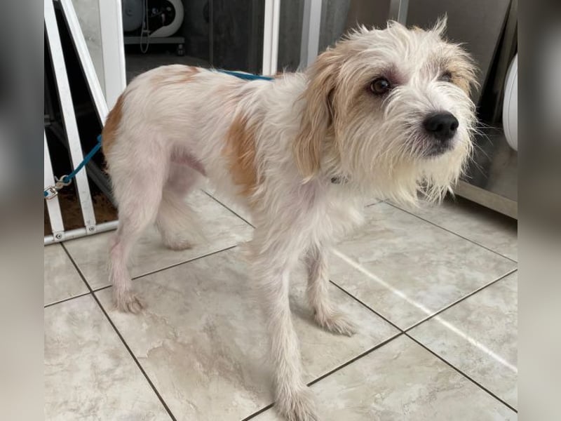 Eko, geb. ca 11/2021, lebt auf einer Pflegestelle in 53940 Hellenthal