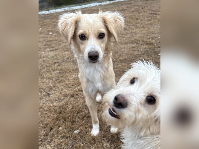 Hazel, geb. ca.02/2025, lebt in GRIECHENLAND, auf einer privaten Pflegestelle