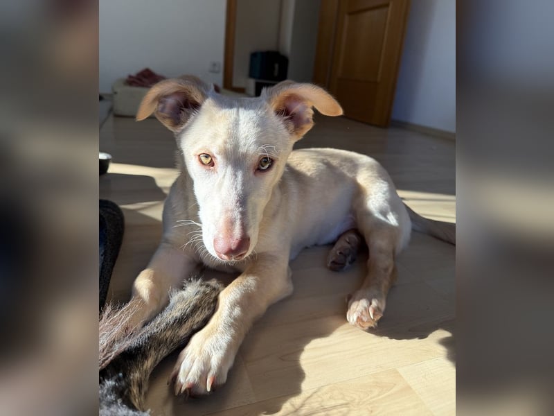 Francky Stanley, geb. ca. 08/2025, lebt auf einer Pflegestelle in 81929 München