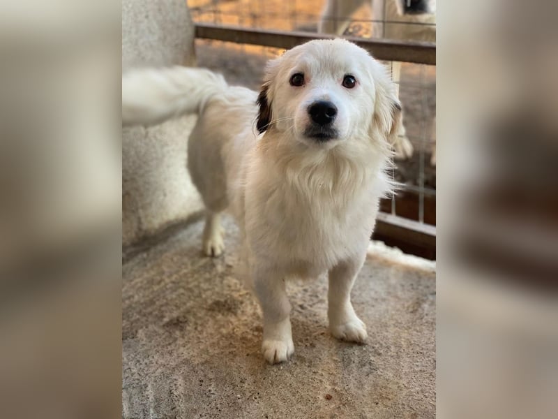 Voddi, geb. ca. 01/2025, lebt in GRIECHENLAND, im städt. Tierheim Serres