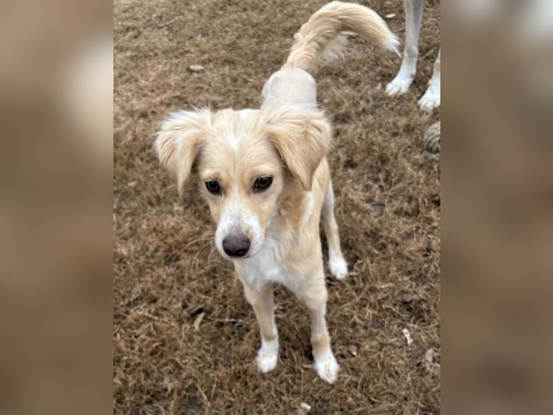 Hazel, geb. ca.02/2025, lebt in GRIECHENLAND, auf einer privaten Pflegestelle