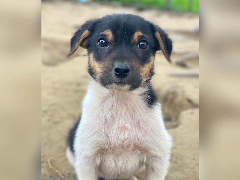 Caien, geb. ca. 10/2025, lebt auf einer privaten Pflegestelle in 49176 Hilter