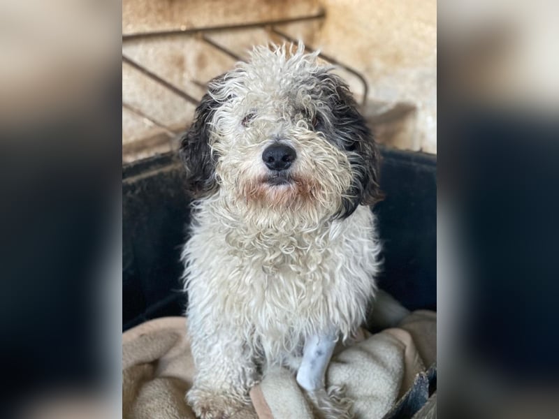 Günni, geb. ca. 12/2023, lebt auf einer Pflegestelle in 45896 Gelsenkirchen