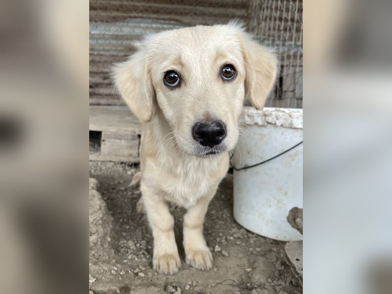 Fina geb. ca. 03/2026, lebt in GRIECHENLAND, im städt. Tierheim Serres