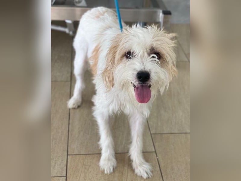 Eko, geb. ca 11/2021, lebt auf einer Pflegestelle in 53940 Hellenthal