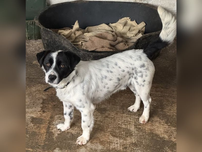 Skittles, geb. ca. 12/2023, lebt in GRIECHENLAND, auf einer privaten Pflegestelle