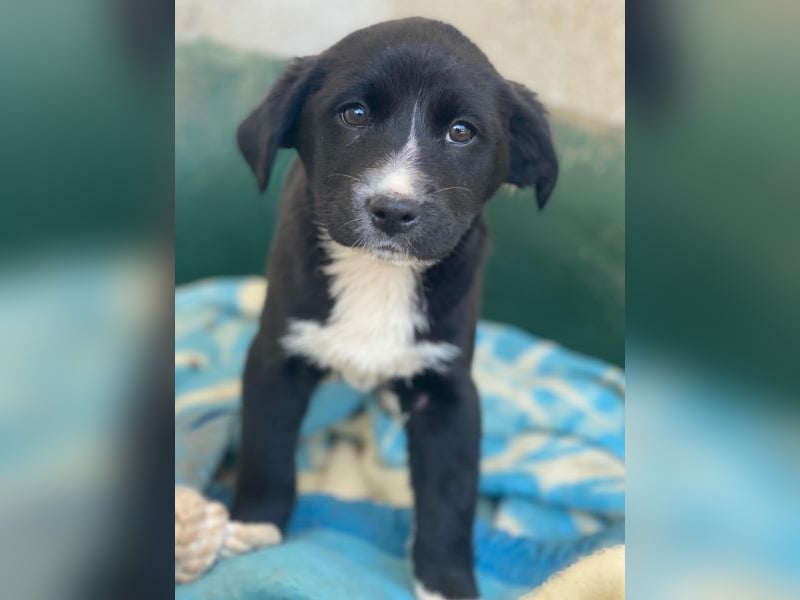 Peach, geb. ca. 10/2025, lebt auf einer privaten Pflegestelle in 44801 Bochum