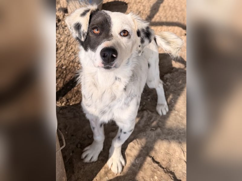 Mapuce, geb. ca. 03/2024, lebt in GRIECHENLAND, im städt. Tierheim Serres