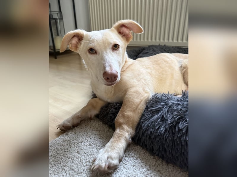 Francky Stanley, geb. ca. 08/2025, lebt auf einer Pflegestelle in 81929 München