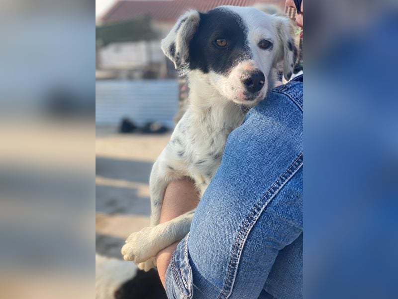 Mapuce, geb. ca. 03/2024, lebt in GRIECHENLAND, im städt. Tierheim Serres