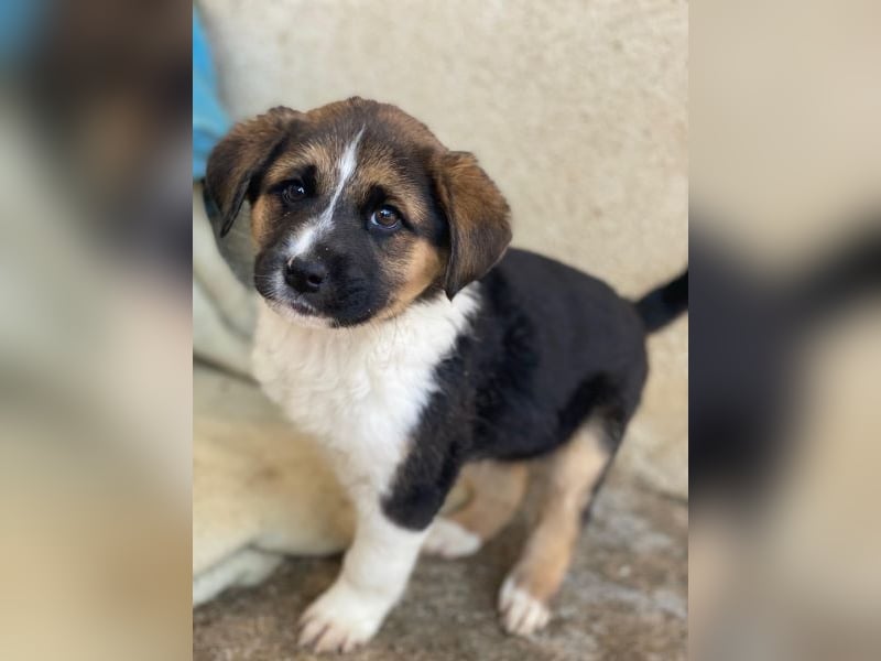 Boreas, geb. ca. 10/2025, lebt auf einer privaten Pflegestelle in 69151 Neckargemünd