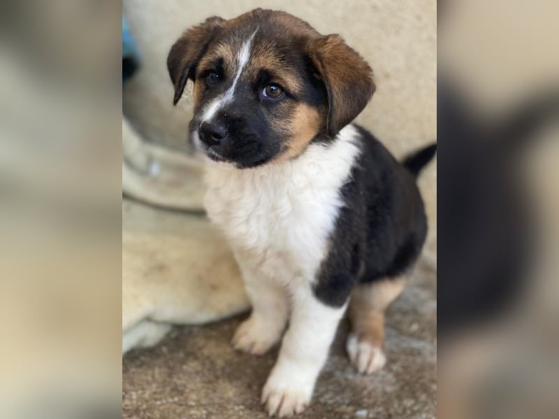 Boreas, geb. ca. 10/2025, lebt auf einer privaten Pflegestelle in 69151 Neckargemünd