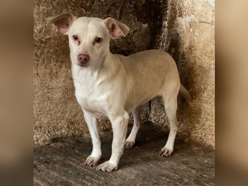 Newton, geb. ca. 01/2025, lebt auf einer privaten Pflegestelle in 48291 Telgte