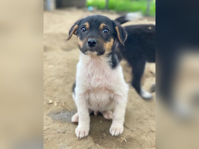 Caien, geb. ca. 10/2025, lebt auf einer privaten Pflegestelle in 49176 Hilter