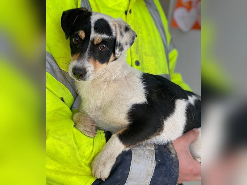 Julia, geb. ca. 08/2025, lebt auf einer privaten Pflegestelle in - FR-68128 Rosenau