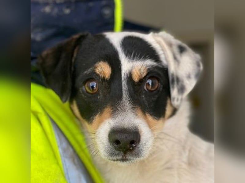 Julia, geb. ca. 08/2025, lebt auf einer privaten Pflegestelle in - FR-68128 Rosenau