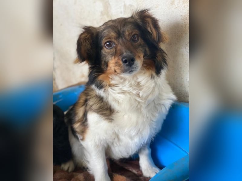 Laika, geb. ca. 11/2024, lebt auf einer Pflegestelle in 41462 Neuss