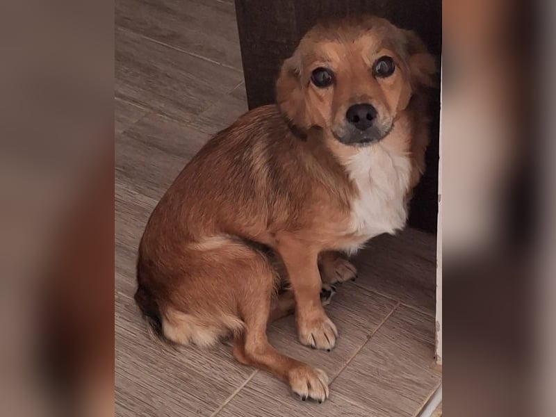 Ardyn, geb. ca. 04/2024, lebt auf einer Pflegestelle in 79206 Gündlingen