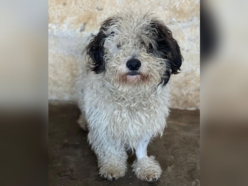 Günni, geb. ca. 12/2023, lebt auf einer Pflegestelle in 45896 Gelsenkirchen