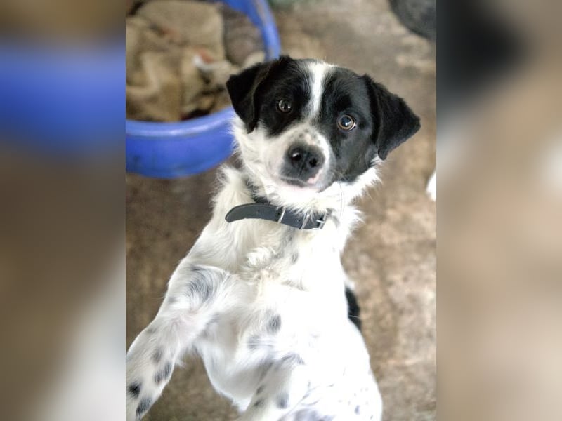 Skittles, geb. ca. 12/2023, lebt in GRIECHENLAND, auf einer privaten Pflegestelle