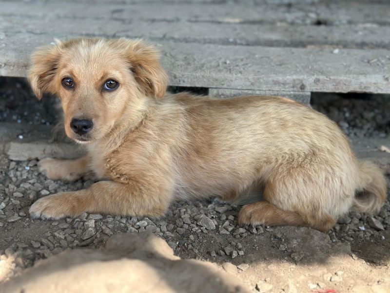 Audrey, geb. ca. 03/2026, lebt in GRIECHENLAND, im städt. Tierheim Serres
