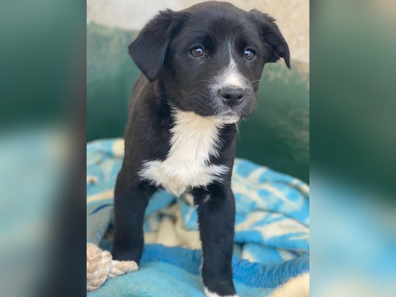 Peach, geb. ca. 10/2025, lebt auf einer privaten Pflegestelle in 44801 Bochum