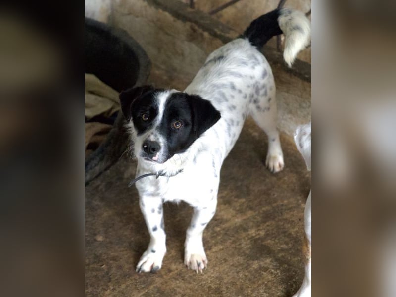 Skittles, geb. ca. 12/2023, lebt in GRIECHENLAND, auf einer privaten Pflegestelle