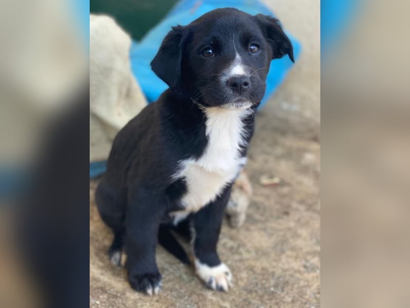 Peach, geb. ca. 10/2025, lebt auf einer privaten Pflegestelle in 44801 Bochum