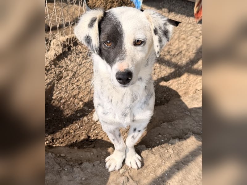 Mapuce, geb. ca. 03/2024, lebt in GRIECHENLAND, im städt. Tierheim Serres