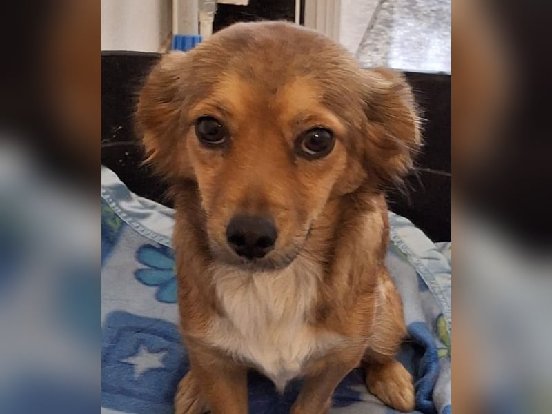 Ardyn, geb. ca. 04/2024, lebt auf einer Pflegestelle in 79206 Gündlingen