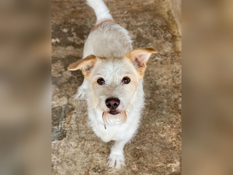 Frex, geb. ca. 07/2022, lebt auf einer Pflegestelle in 79650 Schopfheim