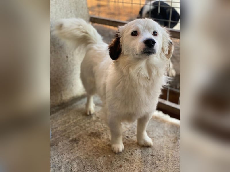 Voddi, geb. ca. 01/2025, lebt in GRIECHENLAND, im städt. Tierheim Serres