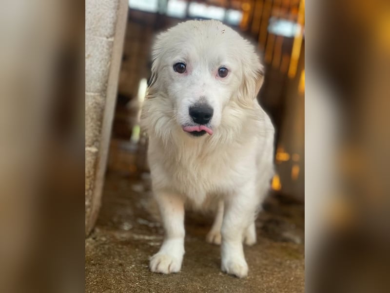 Voddi, geb. ca. 01/2025, lebt in GRIECHENLAND, im städt. Tierheim Serres