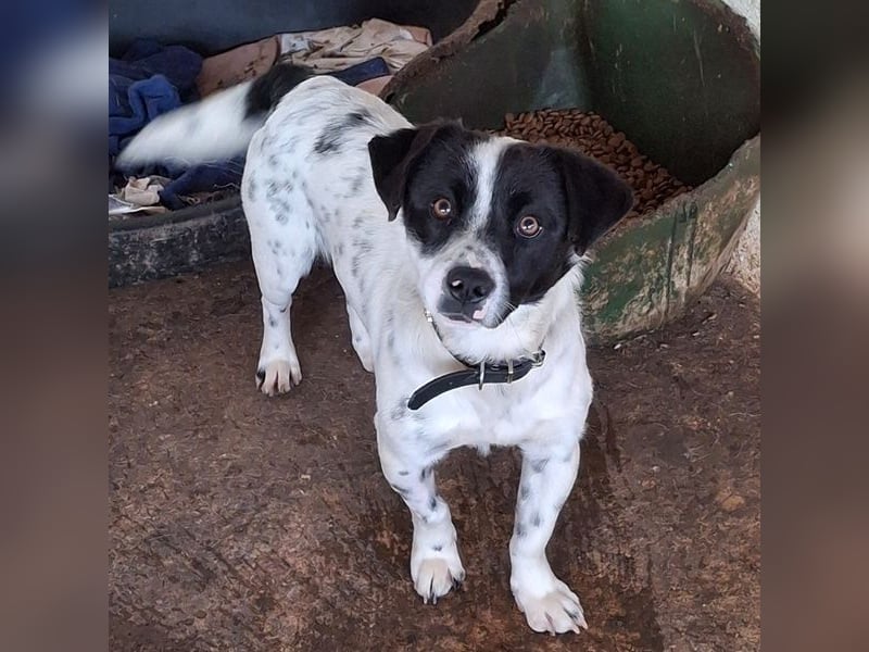 Skittles, geb. ca. 12/2023, lebt in GRIECHENLAND, auf einer privaten Pflegestelle