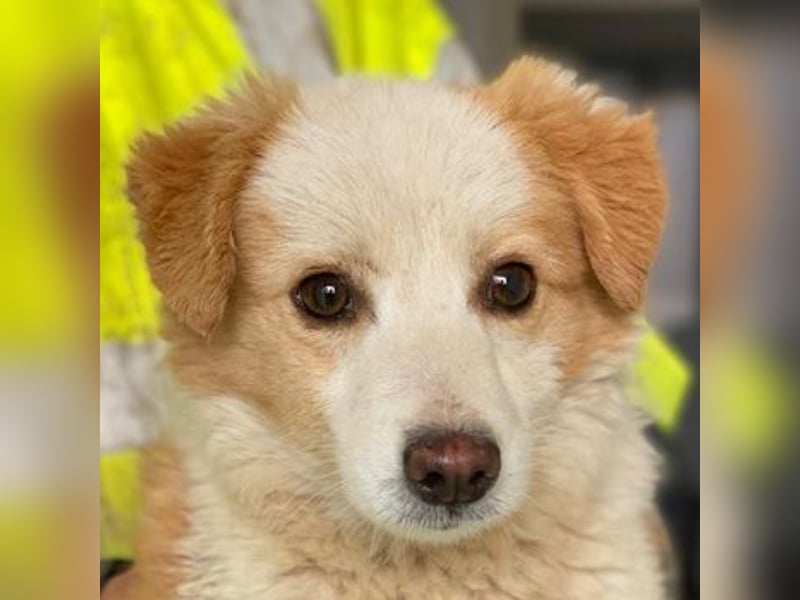 Frederic, geb. ca. 08/2025, lebt auf einer privaten Pflegestelle in - FR-68128 Rosenau