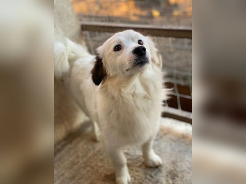 Voddi, geb. ca. 01/2025, lebt in GRIECHENLAND, im städt. Tierheim Serres