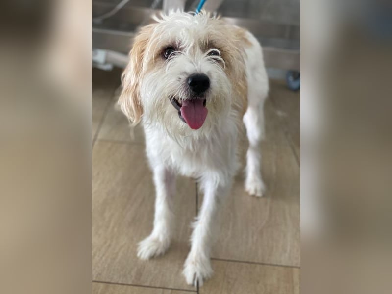 Eko, geb. ca 11/2021, lebt auf einer Pflegestelle in 53940 Hellenthal