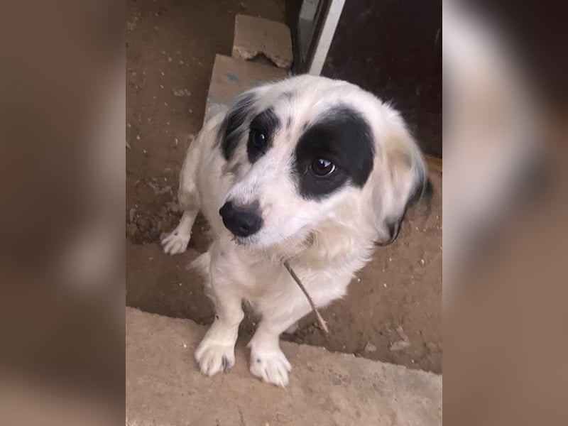 Marabou, geb. ca. 12/2023, lebt auf einer privaten Pflegestelle in 21244 Bucheholz