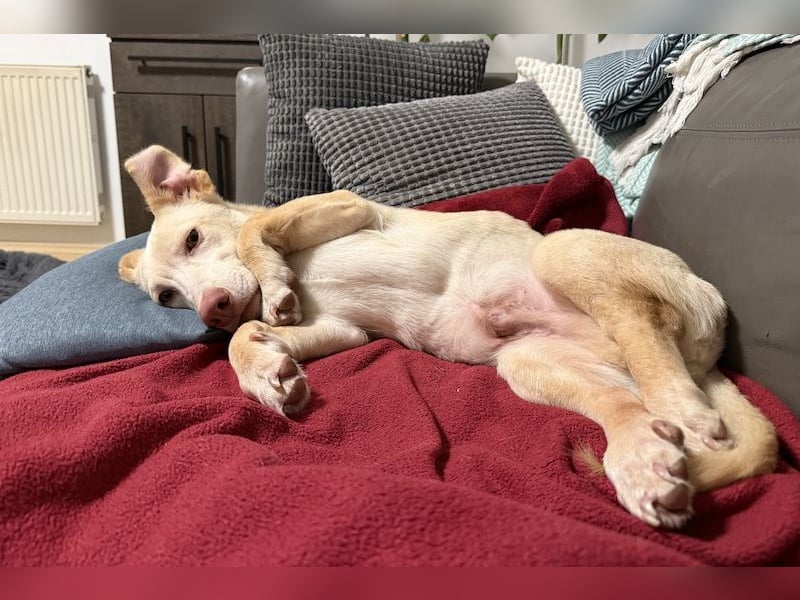 Francky Stanley, geb. ca. 08/2025, lebt auf einer Pflegestelle in 81929 München