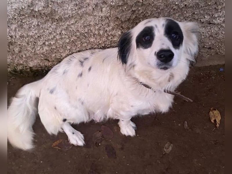 Marabou, geb. ca. 12/2023, lebt auf einer privaten Pflegestelle in 21244 Bucheholz