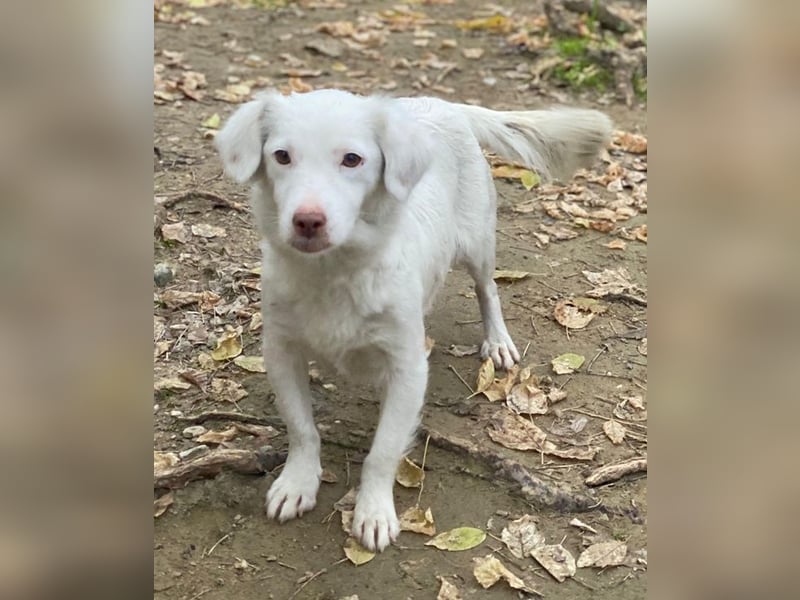 Vermittlungshilfe für Holiday, geb. ca. 07/2024, lebt auf einer Pflegestelle in 24114 Kiel