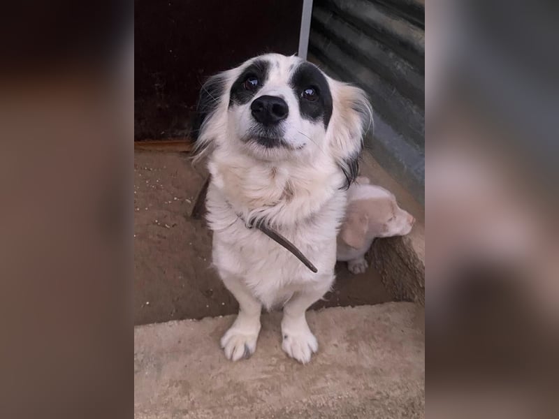 Marabou, geb. ca. 12/2023, lebt auf einer privaten Pflegestelle in 21244 Bucheholz