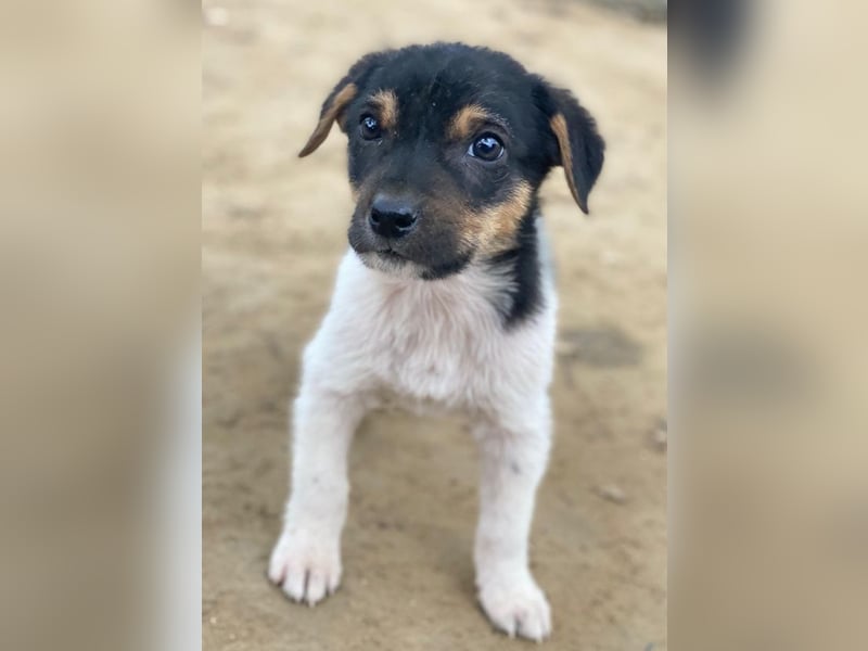 Caien, geb. ca. 10/2025, lebt auf einer privaten Pflegestelle in 49176 Hilter