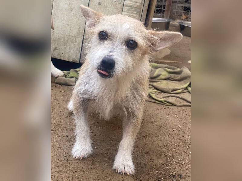 Trulla, geb. ca. 05/2024, lebt auf einer Pflegestelle in 53947 Nettersheim