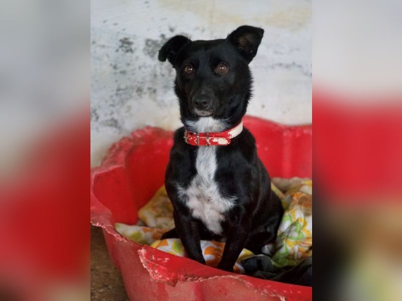 Misty, geb. ca. 11/2023, lebt in GRIECHENLAND, auf einer privaten Pflegestelle