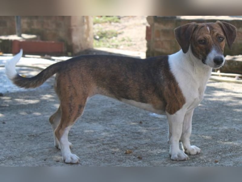 Tanu, geb. ca. 11/2024, lebt in GRIECHENLAND, auf einer privaten Pflegestelle