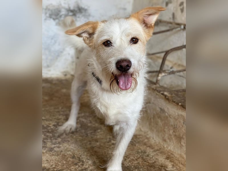 Frex, geb. ca. 07/2022, lebt auf einer Pflegestelle in 79650 Schopfheim