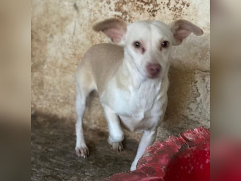 Newton, geb. ca. 01/2025, lebt auf einer privaten Pflegestelle in 48291 Telgte